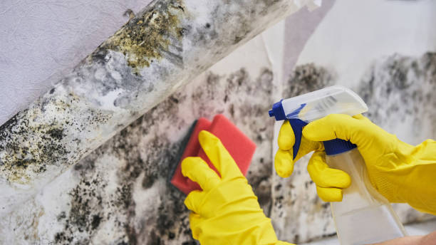 Best Mold removal after water damage  in Kootenai, ID