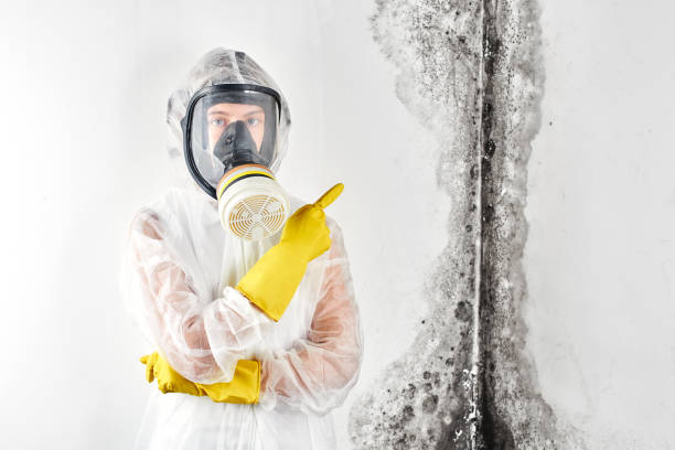 Best Mold removal after water damage  in Kootenai, ID