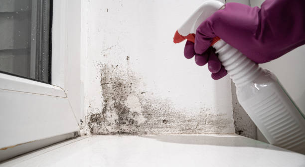 Best Basement water damage restoration  in Kootenai, ID