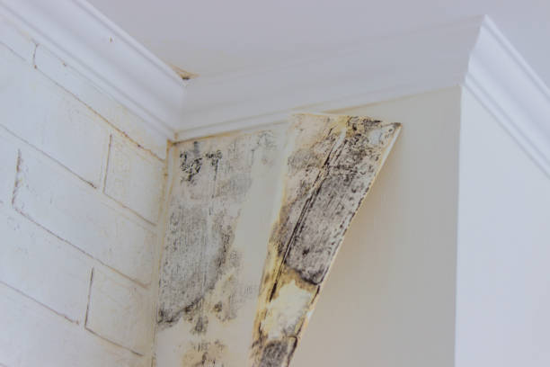 Best Ceiling water damage repair  in Kootenai, ID