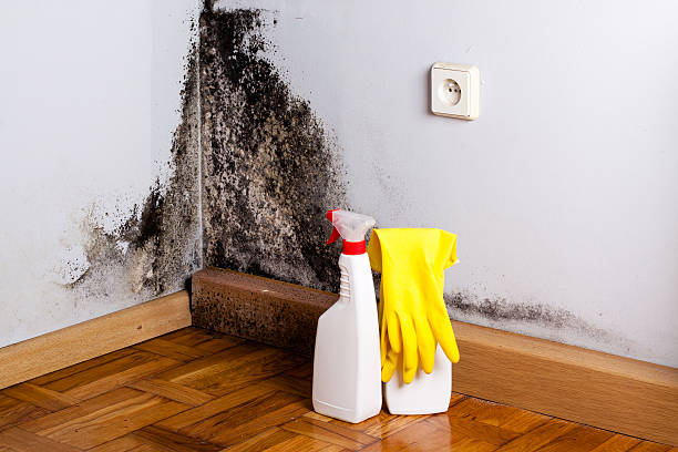 Best Carpet water damage restoration  in Kootenai, ID